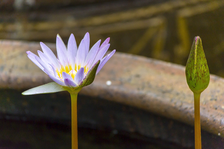 Lotus blossom lotus bud and a two second difference, but still in the same state の写真素材