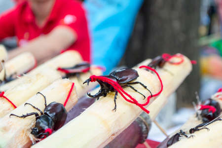 Bangkok, Thailand on October 6, 2556 at the Middle Temple, headmaster at Bophit  Continue the tradition of rice label Setanta のeditorial素材