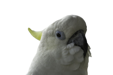 Color parrot photos piercing black eyes, long Waupaca put on a white background の写真素材