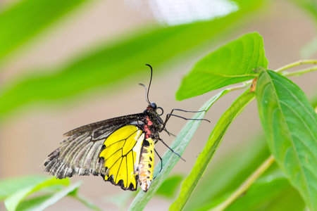 Butterfly Gardens in the natural