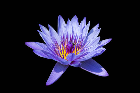 Colorful lotus in the swamp, On a black backgroundの写真素材