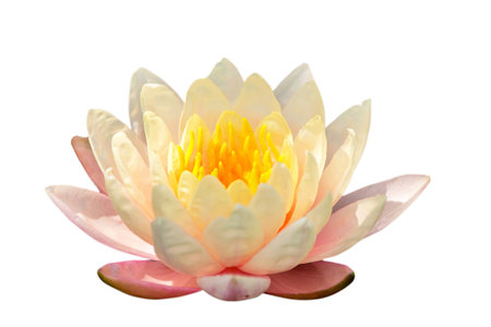 Colorful lotus in the swamp, On white backgroundの写真素材