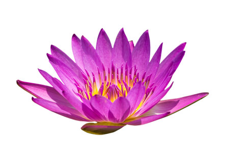 Colorful lotus in the swamp, On white backgroundの写真素材