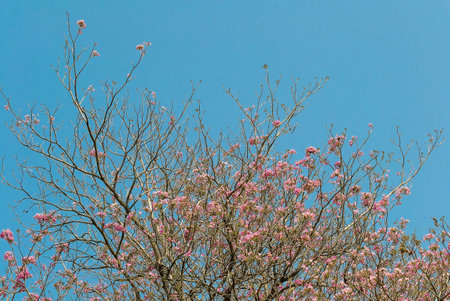 Pink blossom, pink pantip tree, Thailand