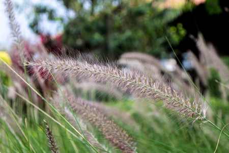 Grass shoot Coast up  の写真素材