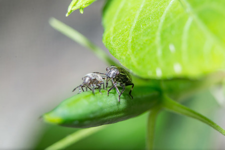 insect Assassin bugs