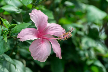 Colorful hibiscus flower in the park  の写真素材