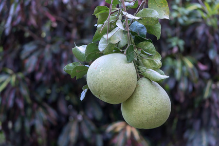 Fresh Pomelo is on the tree