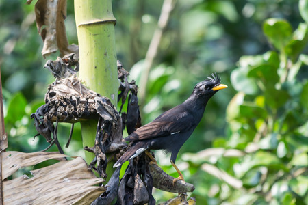 Common Myna  Acridotheres tristis   While motion blurの写真素材