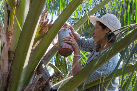 THA KHA, RATCHABURI, THAILAND-APRIL 27  An unidentified woman  Do show the sugar  Of coconut   on April 27, 2014Ratchaburi, Tha Kha, a coconut plantation のeditorial素材