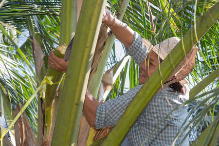 THA KHA, RATCHABURI, THAILAND-APRIL 27  An unidentified woman  Do show the sugar  Of coconut   on April 27, 2014Ratchaburi, Tha Kha, a coconut plantation のeditorial素材