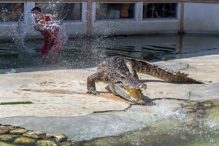 Crocodile show at crocodile farm on NOVEMBER 3, 2013 in Samutprakarn,Thailand. This exciting show is very famous among among tourist and Thai peopleのeditorial素材