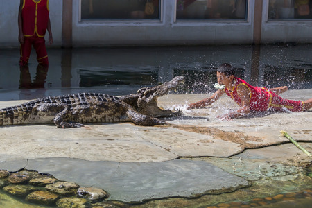 Crocodile show at crocodile farm on NOVEMBER 3, 2013 in Samutprakarn,Thailand. This exciting show is very famous among among tourist and Thai peopleのeditorial素材