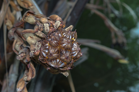 nypa palm fruit in Thailand, close up of nypa seed in nature.の写真素材