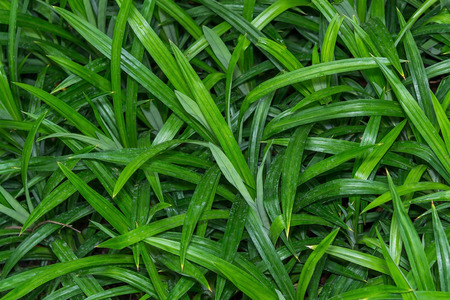 Pandanus leaf..This plant is called Pandan leaves or Ramba Leaves or Ramba Foy or Biriyani kaitha etc.. This plants leaves are delicious while cooking different curries, frying etc..の写真素材