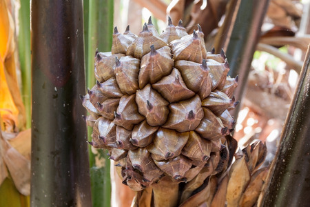 nypa palm fruit in Thailand, close up of nypa seed in nature.の写真素材