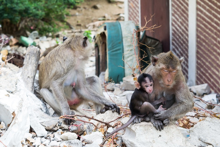 Portrait of a Rhesus macaque monkey
