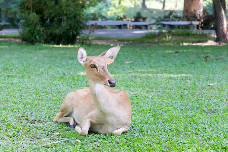 close - up Eld s Deer in wild natureの写真素材