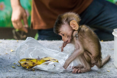 monkey forest child naughtily