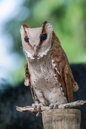 LARGE HORNED OWL LOOKING STRAIGHT AHEADの写真素材