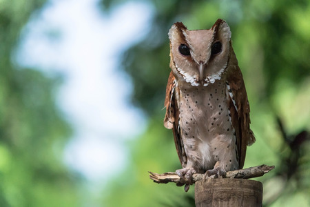 LARGE HORNED OWL LOOKING STRAIGHT AHEADの写真素材