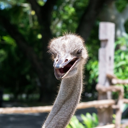 Image of ostrich looks like it is smiling at.の写真素材