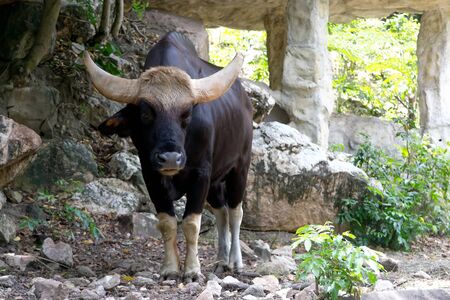 Gaur at the zoo in Thailandの写真素材