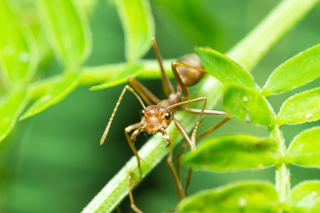 Ant walking to Foraging on a branch.
