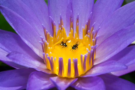 Lotus, fresh color, with yellow stamens of the lotus flowerの写真素材