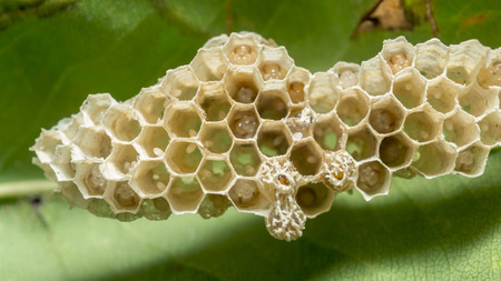 Wasps in the nestの写真素材