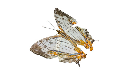 Beautiful (Common Map:Cyrestis thyodamas)の写真素材