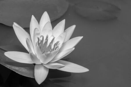 White Water Lily in Monochromeの写真素材
