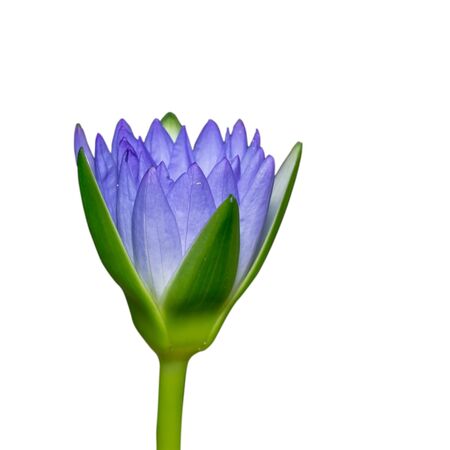 Lotus. flower beautiful lotus. isolated white background. の写真素材