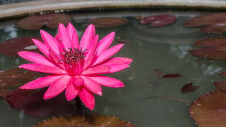 Lotus. flower beautiful lotus.の写真素材