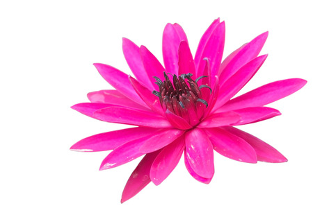 Lotus. flower beautiful lotus. isolated white background. の写真素材