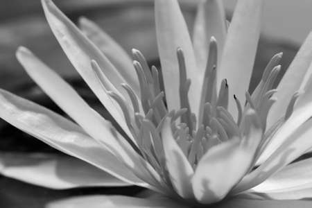 White Water Lily in Monochromeの写真素材