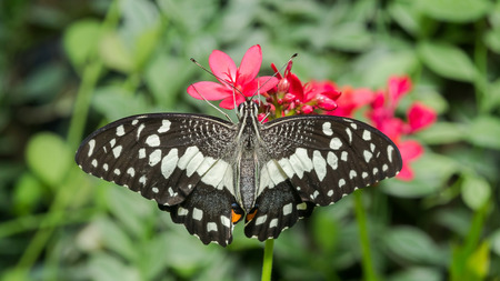 Close up of Common Lime butterfly or Lemon butterfly or Lime swallowtail (Papilio demoleus) feeding on red flowerの写真素材