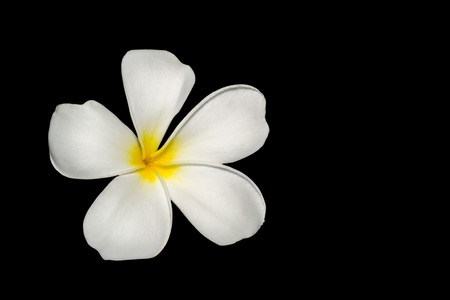 frangipani flower. isolated black background. の写真素材