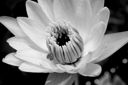 White Water Lily in Monochromeの写真素材
