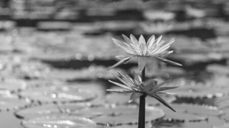White Water Lily in Monochromeの写真素材