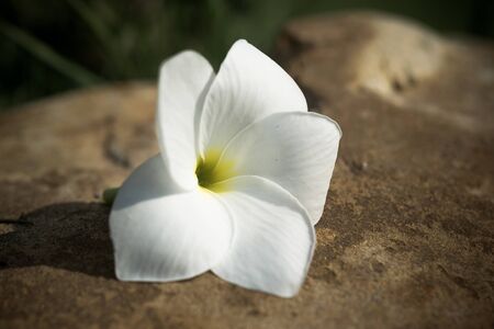 plumeria flowers closeup on the cement floorの写真素材