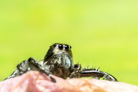 Jumping spider on green leafの写真素材