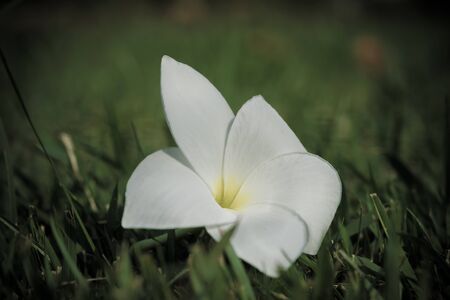 plumeria flowers closeup on green leavesの写真素材