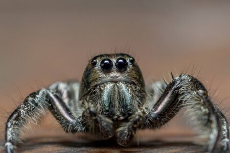 Jumping spider on the wood floorの写真素材