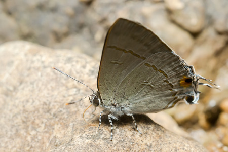 Colorful butterflies Following a series of natural Ban Krang Camp. Phetchaburi.の写真素材