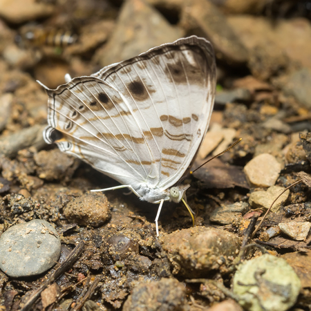 Colorful butterflies Following a series of natural Ban Krang Camp. Phetchaburi.の写真素材