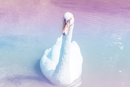 Thai Goose floating in pond. with Soft Focus Color Filtered backgroundの写真素材