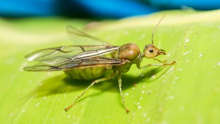 Ant queen on green leaf.