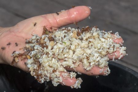 red ant egg ,Thailandの写真素材