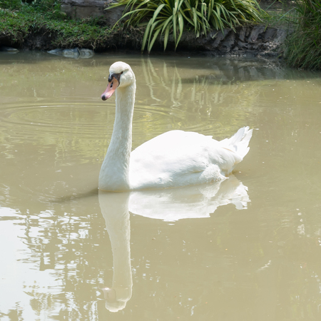 Thai Goose floating in pond. with Soft Focus Color Filtered backgroundの写真素材